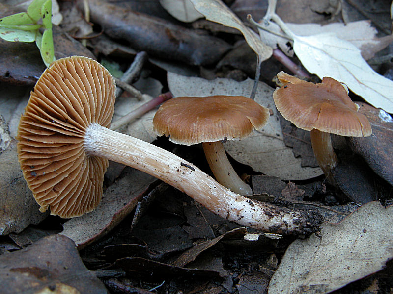 Raccolta odierna (12/03/05)